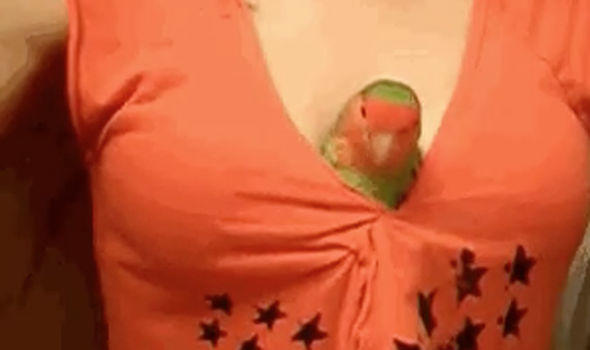 Girls, would you ever let a bird snuggle in your cleavage?