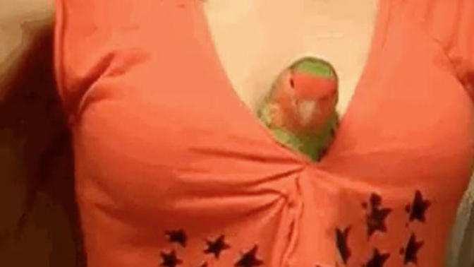 Girls, would you ever let a bird snuggle in your cleavage?