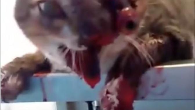 Do you support the death penalty for animal cruelty of this sort (WARNING: there's a photo here of a cat after some people put fireworks in her face)?
