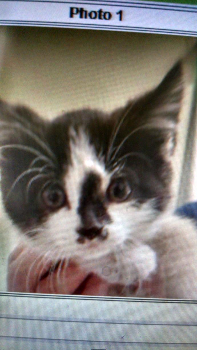 What would you name this kitten?