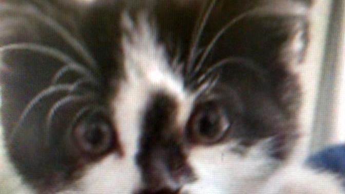 What would you name this kitten?