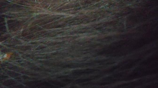 What should I use on my crispy ass dry hair?