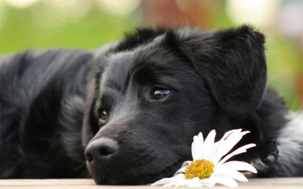 Would you get rid of your pets at your partner's request?