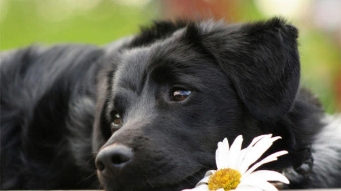 Would you get rid of your pets at your partner's request?