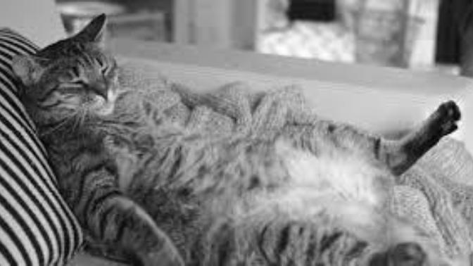 How do I get rid of my avid laziness?