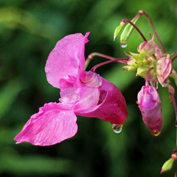 What is your favorite type of flower?