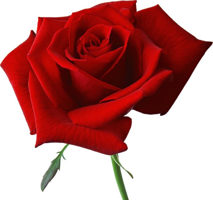 What is your favorite type of flower?