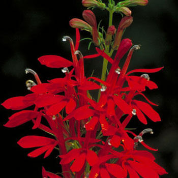 What is your favorite type of flower?
