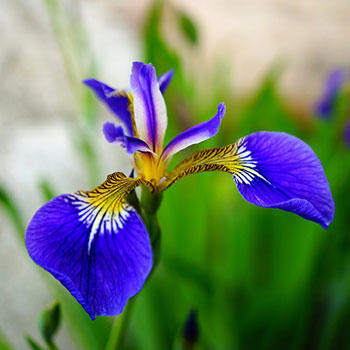 What is your favorite type of flower?