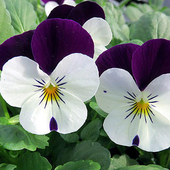 What is your favorite type of flower?