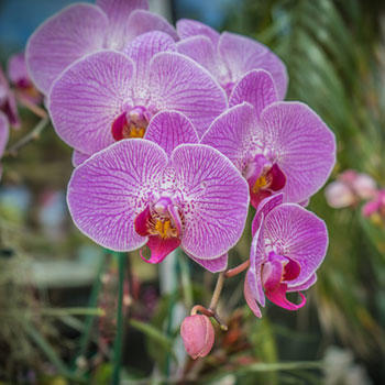 What is your favorite type of flower?