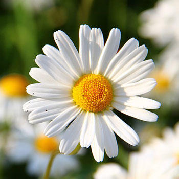 What is your favorite type of flower?