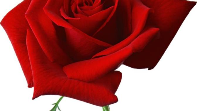 What is your favorite type of flower?