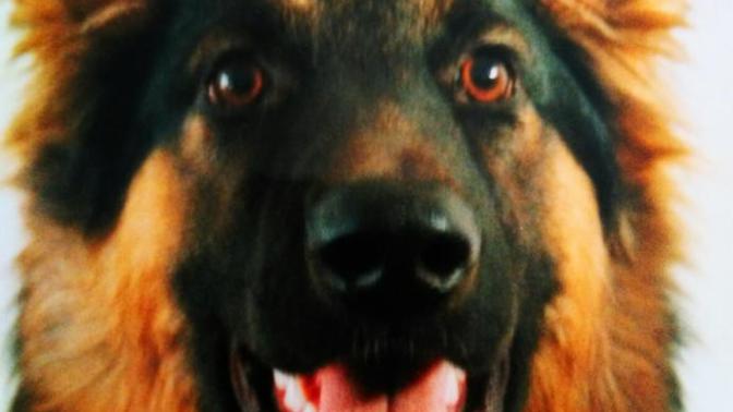 Post a pic of your favourite breed of dog?