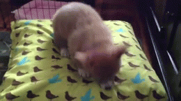 How many pillows do you sleep with?