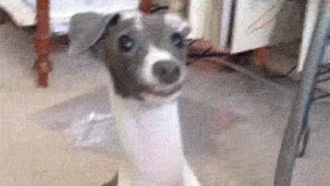 I keep catching my male dog having sex with other male dogs, should I trade him in for a normal dog before people start to talk about this shit?