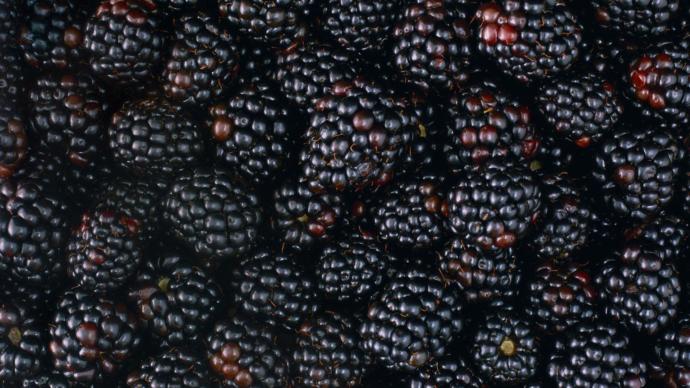 What's your favorite berry to eat?