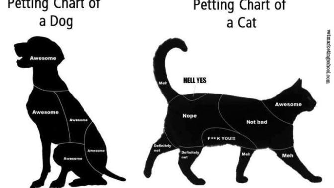 Are you more of a dog person or a cat person?