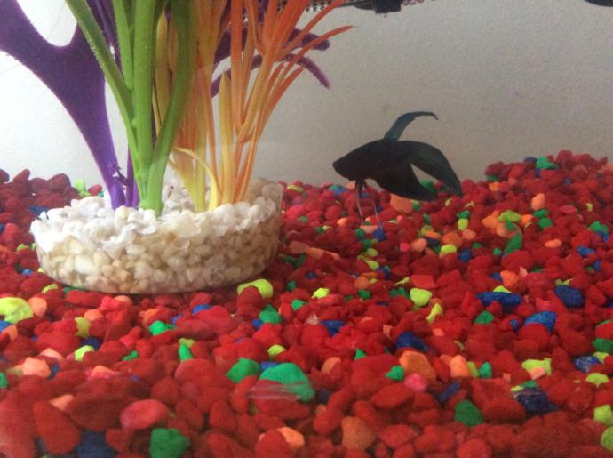 Name suggestions for my fish?