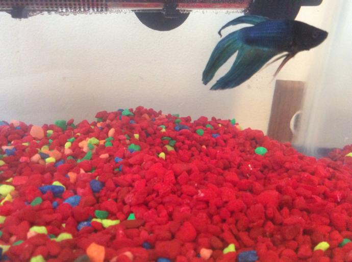 Name suggestions for my fish?