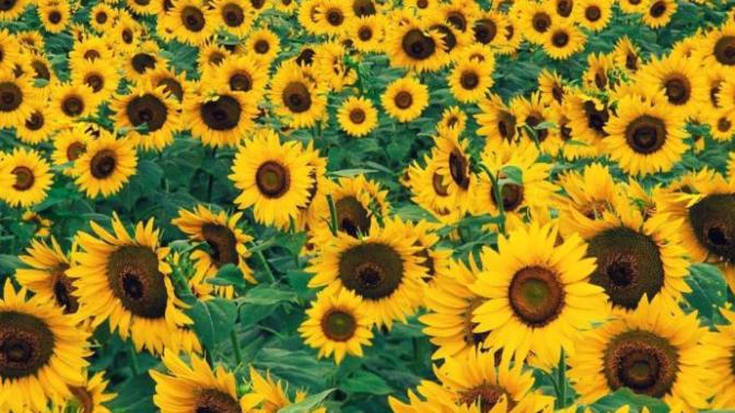 Favorite flower?