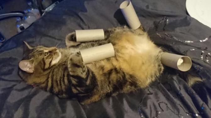 Why are dog owners more close minded than cat owners?