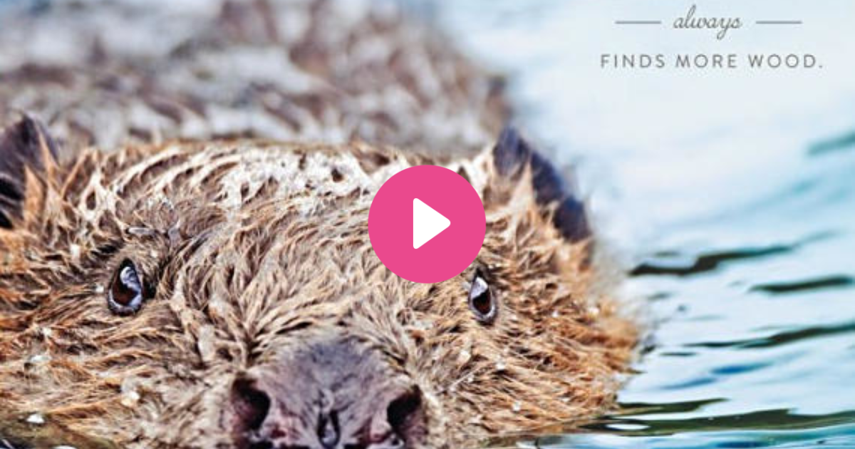 "A clean beaver always finds more wood". Is this true? GirlsAskGuys