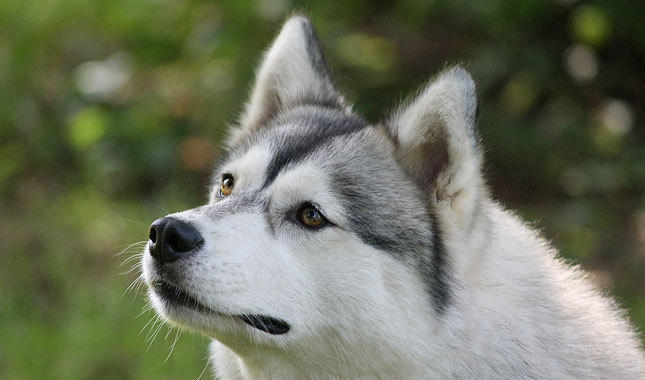 Are you more of a cat or dog person?