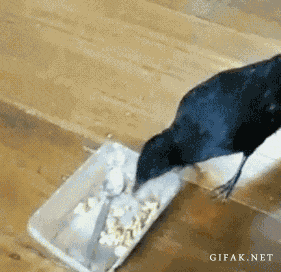 Are you more of a cat or dog person?