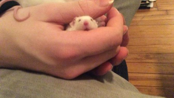 How do I convince my dad to get more pet mice?