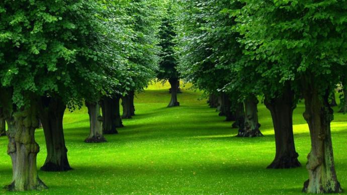 Are there more leaves in the world or blades of grass?
