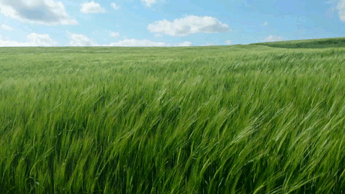 Are there more leaves in the world or blades of grass?