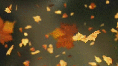 Are there more leaves in the world or blades of grass?