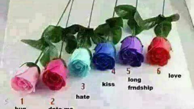 Girls please choose the flower you would give me today?