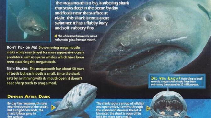 Have you ever heard of the megamouth shark?