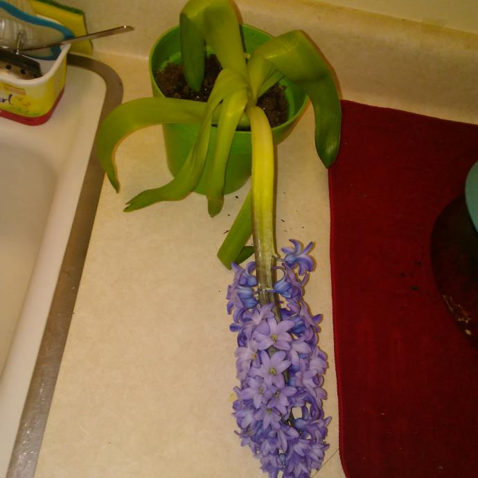 Gardeners and plant lovers! Why are my hyacinth flowers dying