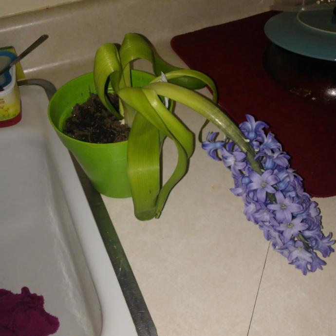 Gardeners and plant lovers! Why are my hyacinth flowers dying