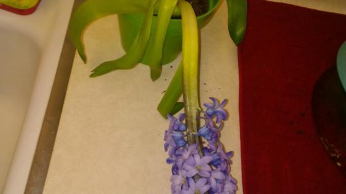 Gardeners and plant lovers! Why are my hyacinth flowers dying?