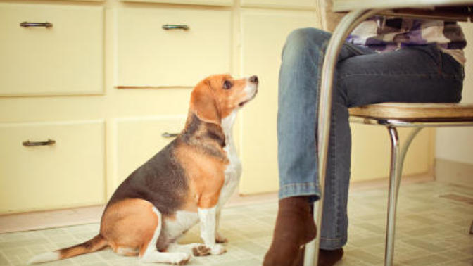 Does your favorite pet suggest the type of partner you want?