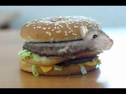 If a trusted restaurant, like MC Donalds, had a rat burger on its menu, would you give it a try?  