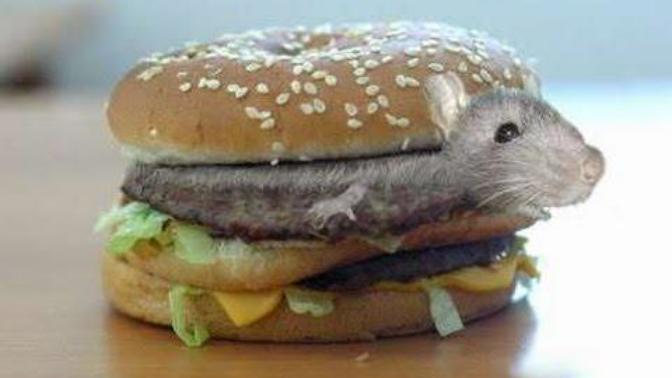 If a trusted restaurant, like MC Donalds, had a rat burger on its menu, would you give it a try?