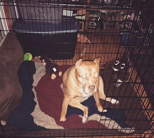 What should I name my new dog? It's a Pitbull Mastiff mix? 