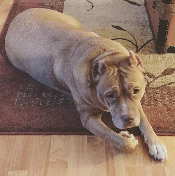 What should I name my new dog? It's a Pitbull Mastiff mix?