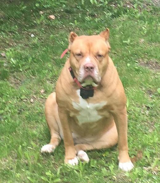 What should I name my new dog? It's a Pitbull Mastiff mix?