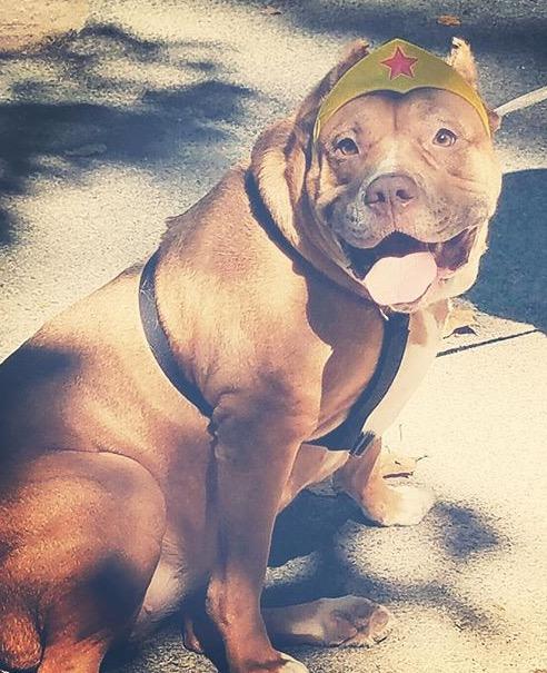 What should I name my new dog? It's a Pitbull Mastiff mix?