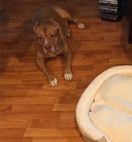 What should I name my new dog? It's a Pitbull Mastiff mix?