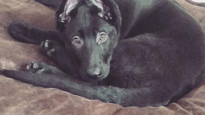 What should I name my black German shepherd puppy?