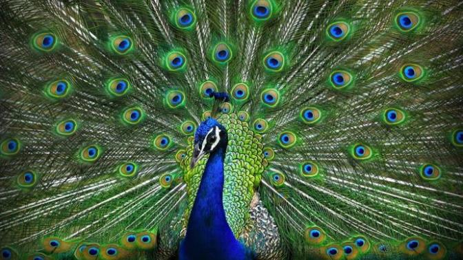 Is the disdain of vanity a religious control mechanism?