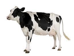 Do you like drinking milk?