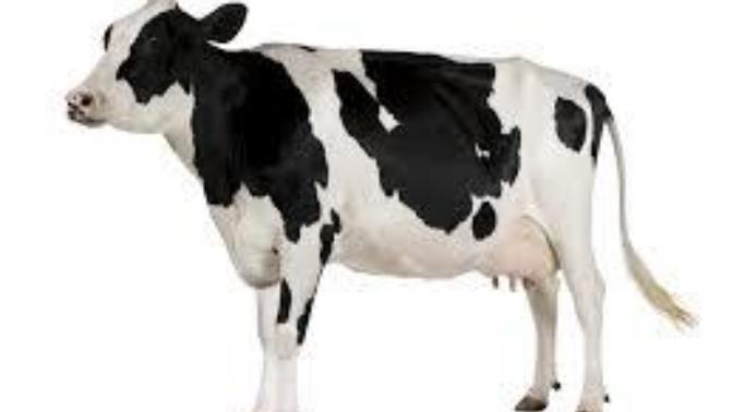 Do you like drinking milk?